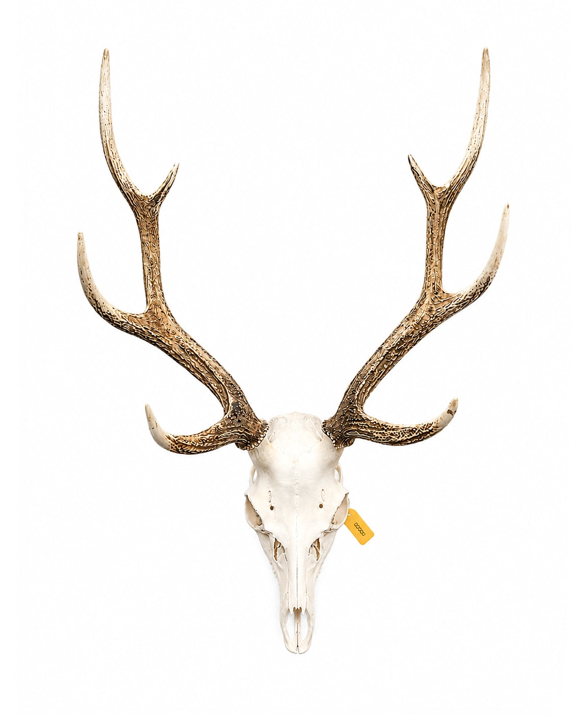 Real Sika Deer Skull