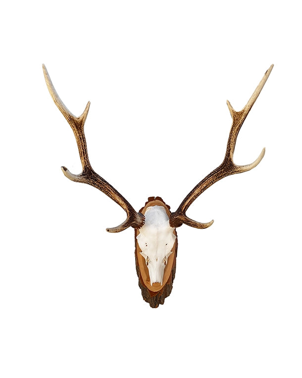 Echte Sikahirsch Trophäe