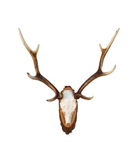 Echte Sikahirsch Trophäe