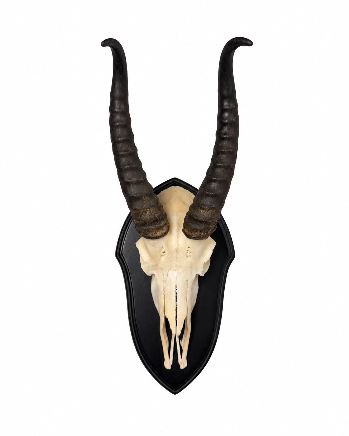Echte Springbock Trophäe