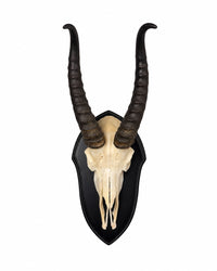 Echte Springbock Trophäe