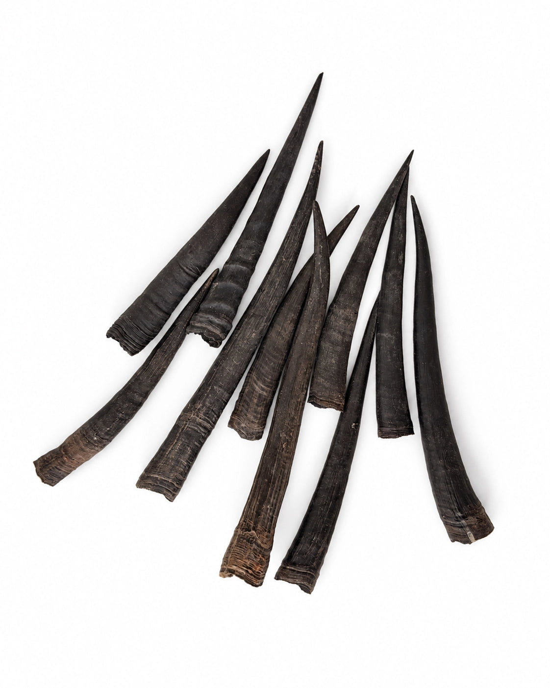 Real ibex horns