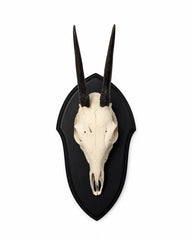 Echte Steinböckchen Trophäe