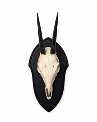 Echte Steinböckchen Trophäe