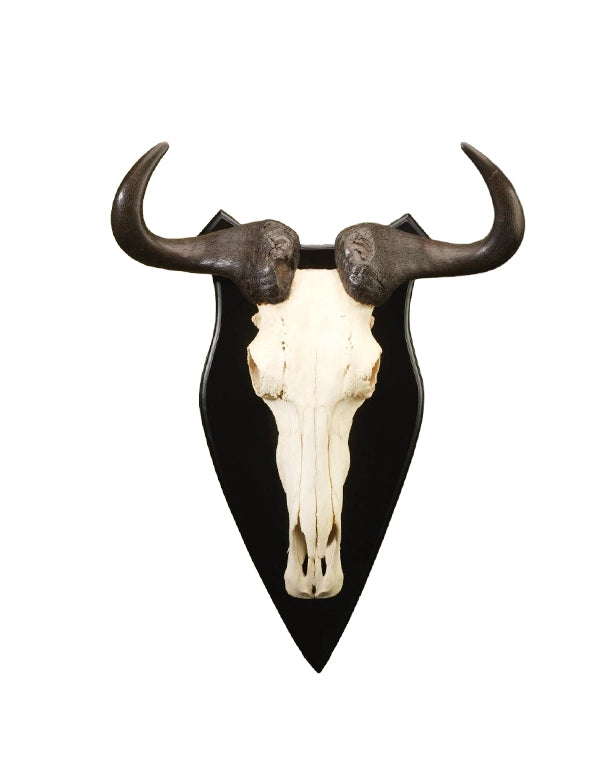 Echte Streifengnu Trophäe