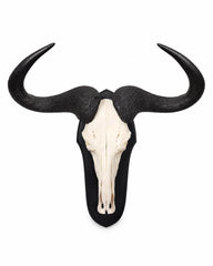 Real Striped Wildebeest Trophy