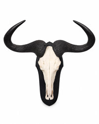 Real Striped Wildebeest Trophy