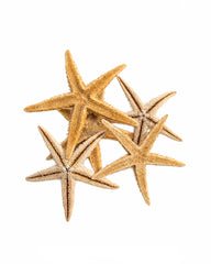 Echte Sugar Seesterne 7–9 cm
