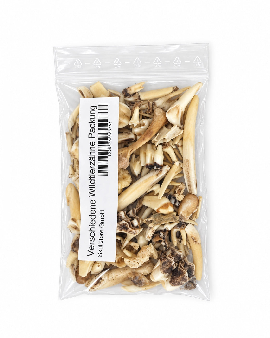 Sortiment natürlicher Zähne und Knochen von Schweizer Wildtieren für Schmuck, Bastelarbeiten und Sammlungen