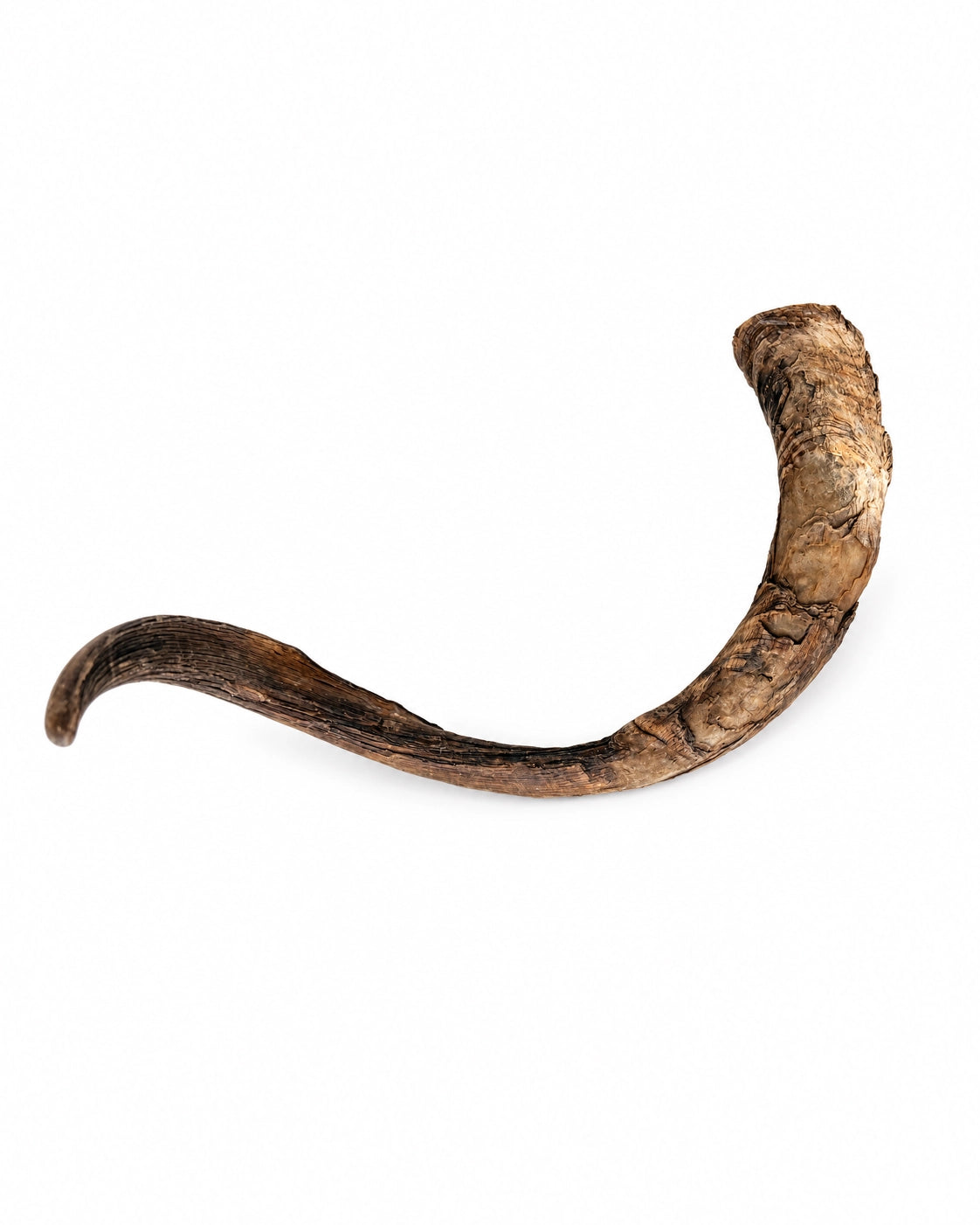 Echte Ziegen Hörner