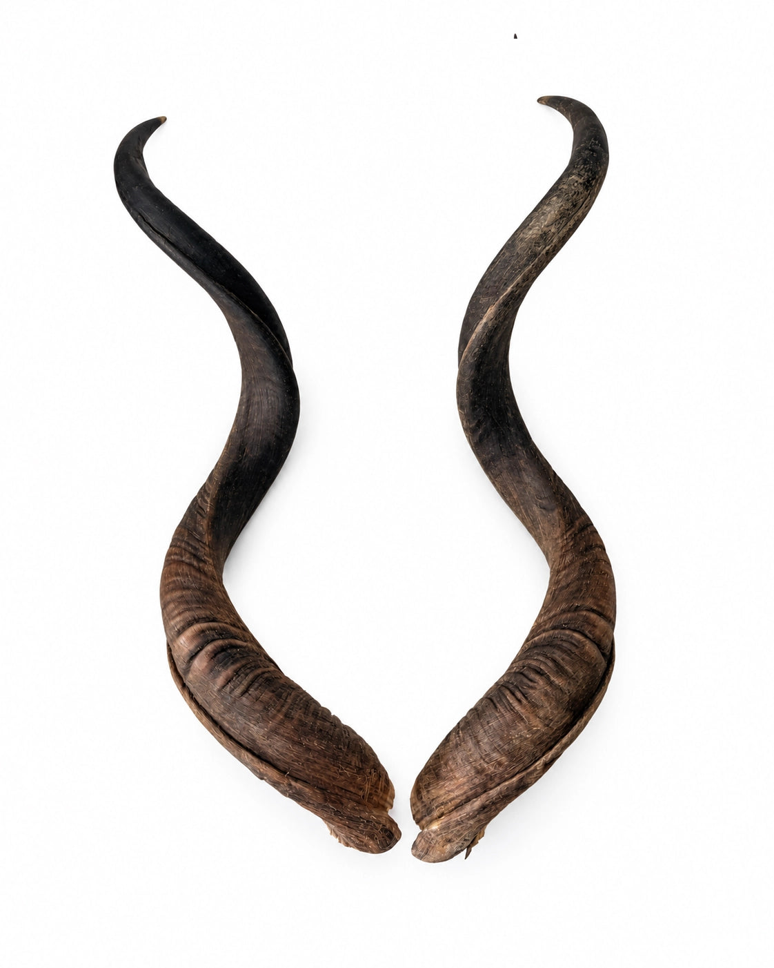 Echte Kudu Hörner