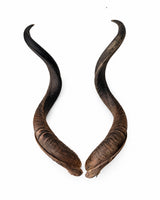 Echte Kudu Hörner