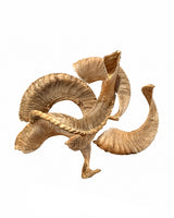 Echtes Merinoschafbock Horn als Einzelstück