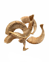 Echtes Merinoschafbock Horn als Einzelstück