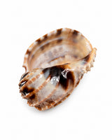Echte Muschel