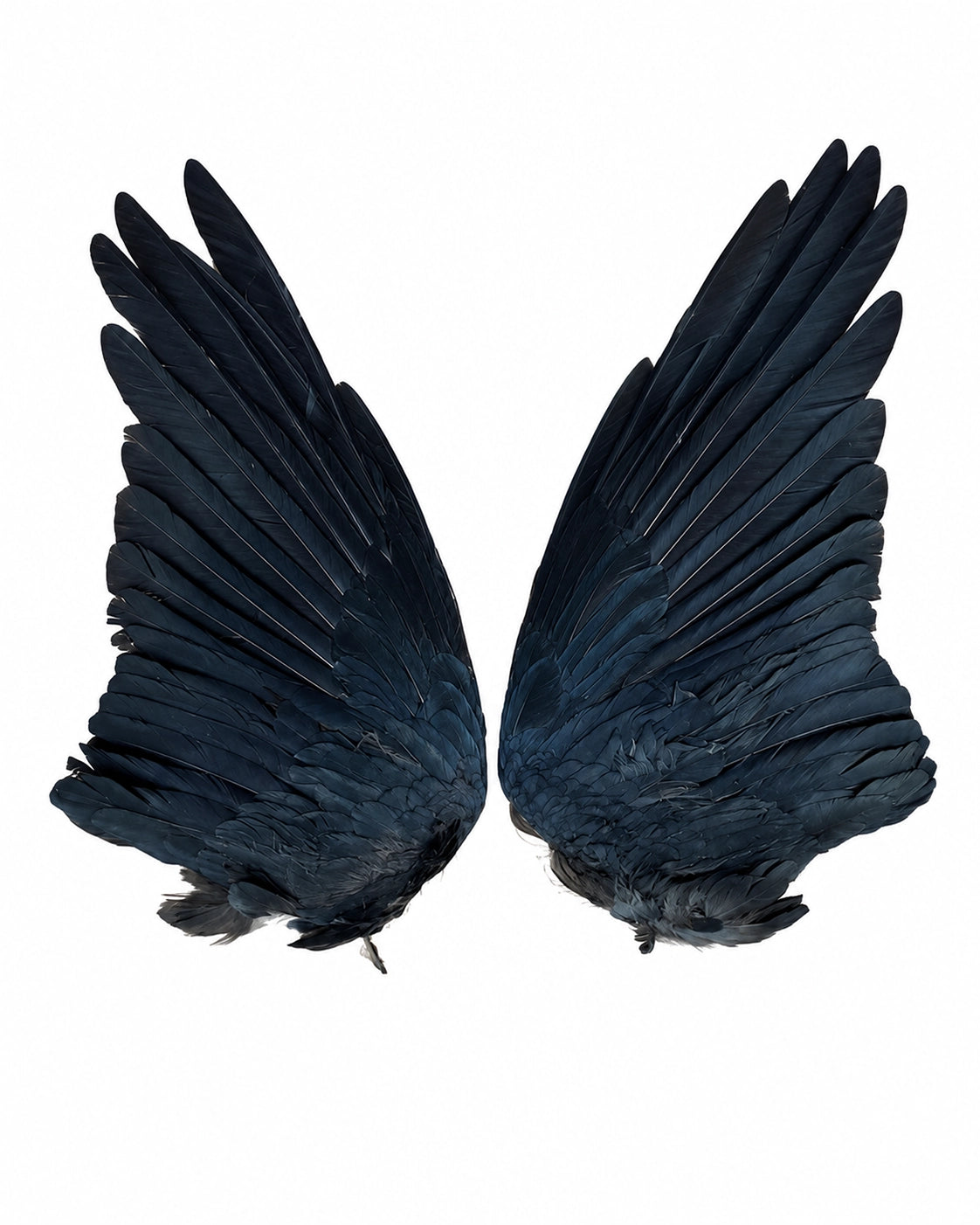 Echte Rabenflügel vom Kolkraben (Corvus corax) für Sammler, Naturkunde, Dekoration und kreative Projekte.