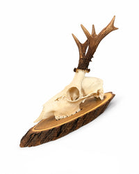 Echte Rehbock Trophäe