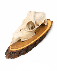 Echte Rehbock Trophäe