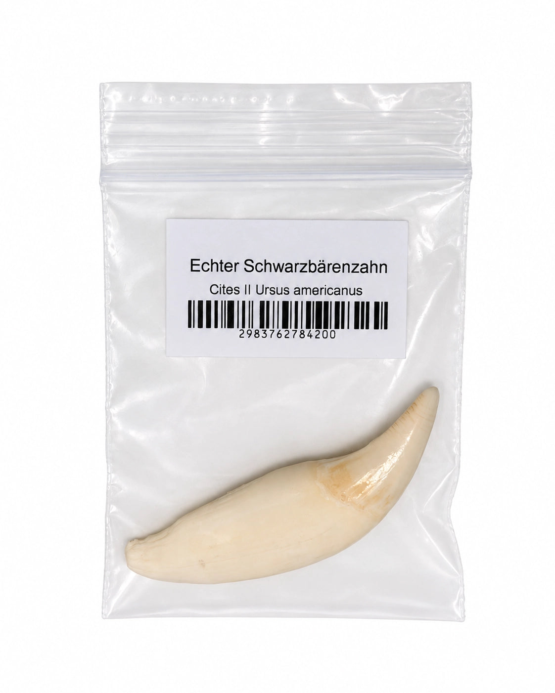 Gebogener Schwarzbärenzahn in heller Elfenbeinfarbe, verpackt im beschrifteten Beutel.