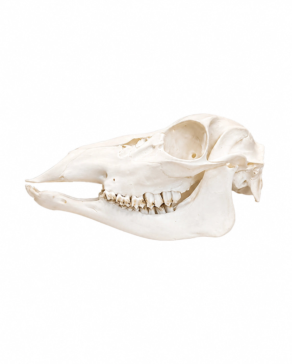 Echter Sikahirsch-Kuh Schädel kaufen bei SWISskulls
