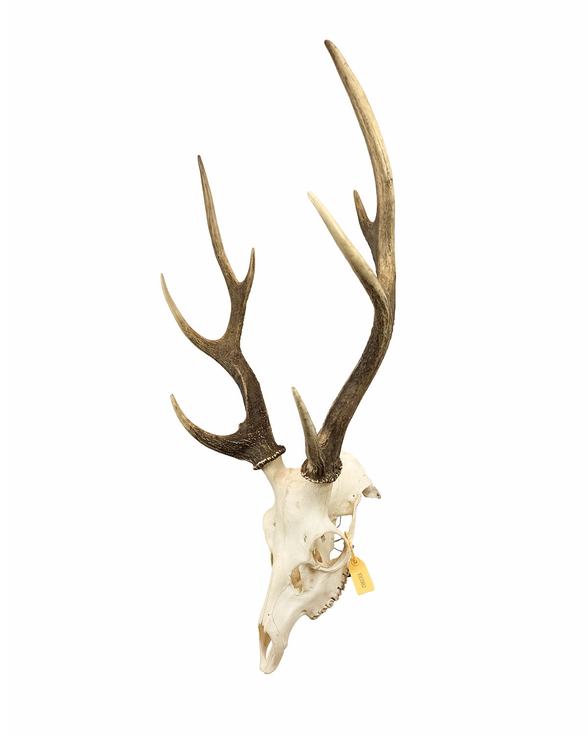 し*け様 蝦夷鹿hunting trophy（deer skull） Buy Sika Deer Skull | Deer Antlers | SWISSskulls – SWISSskulls