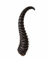 Echte Springbock-Hörner mit gebogener Form