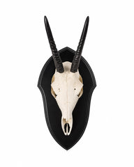 Echte Steinböckchen Trophäe