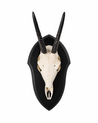 Echte Steinböckchen Trophäe