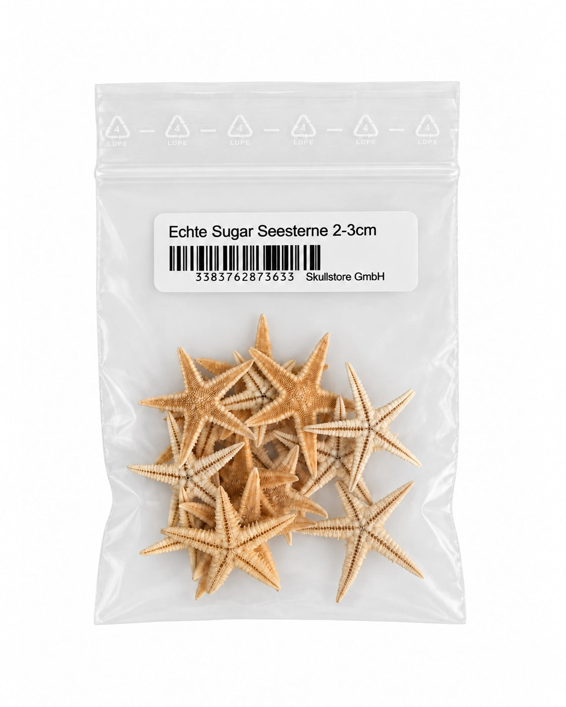 Echte Sugar Seesterne 2–3 cm