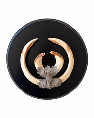 Genuine sizable wild boar tusk trophy