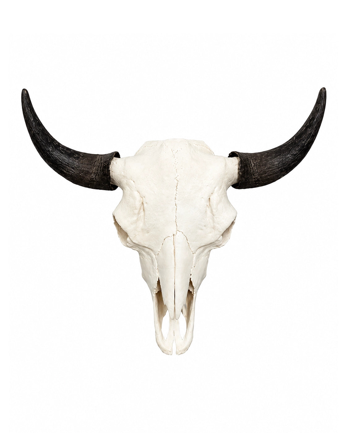 Echter Bison Schädel kaufen bei SWISskulls
