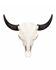 Echter Bison Schädel kaufen bei SWISskulls