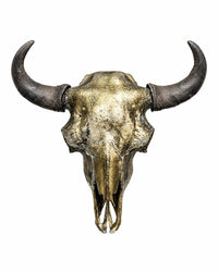 Echter Bison Schädel