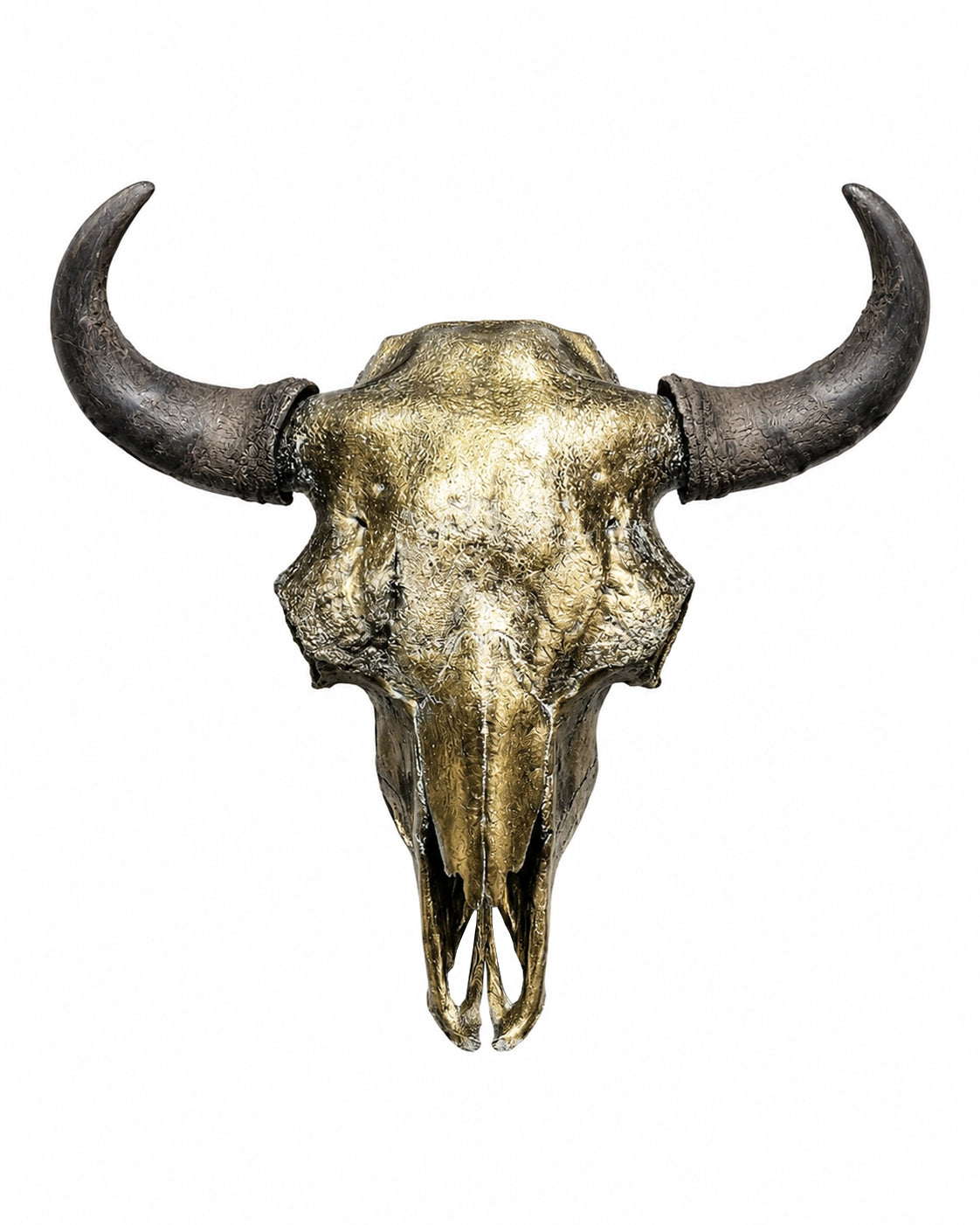 Echter Bison Schädel