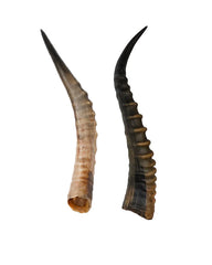 Real Blesbok horns