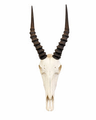Echter Blesbock Schädel kaufen bei SWISSkulls dein Tierschdel Händler