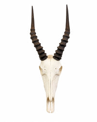 Echter Blesbock Schädel kaufen bei SWISSkulls dein Tierschdel Händler