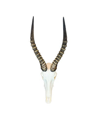 Echter Blesbock Schädel