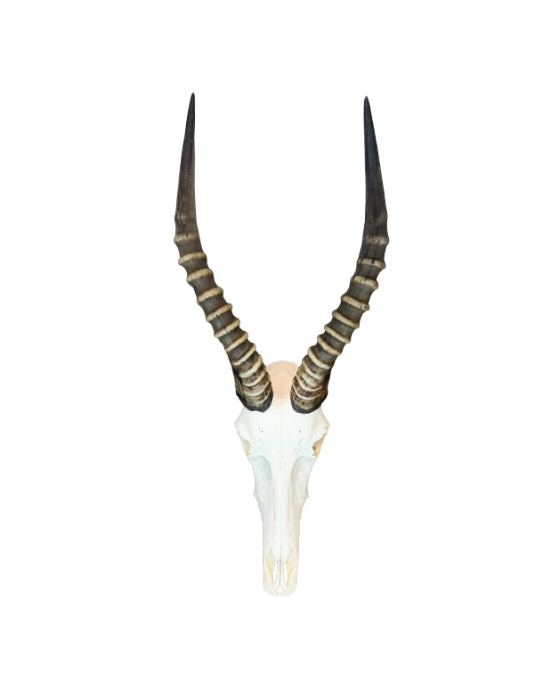 Echter Blesbock Schädel