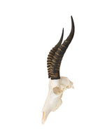 Echter Blesbock Schädel