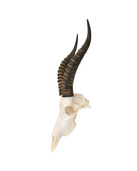 Echter Blesbock Schädel