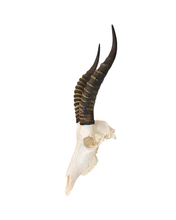 Echter Blesbock Schädel