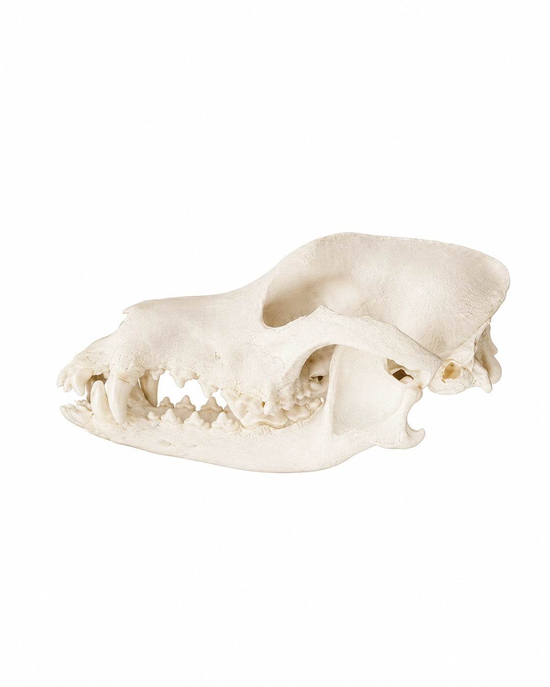 Echter Haushund Schädel (Border Collie) kaufen bei SWISSkulls