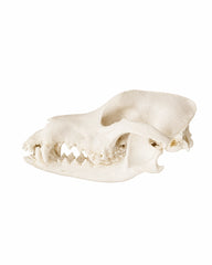 Echter Haushund Schädel (Border Collie) kaufen bei SWISSkulls