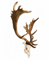 Echter Kapitale Damhirsch Schädel kaufen bei SWISSkulls dein Tirschädel Händer