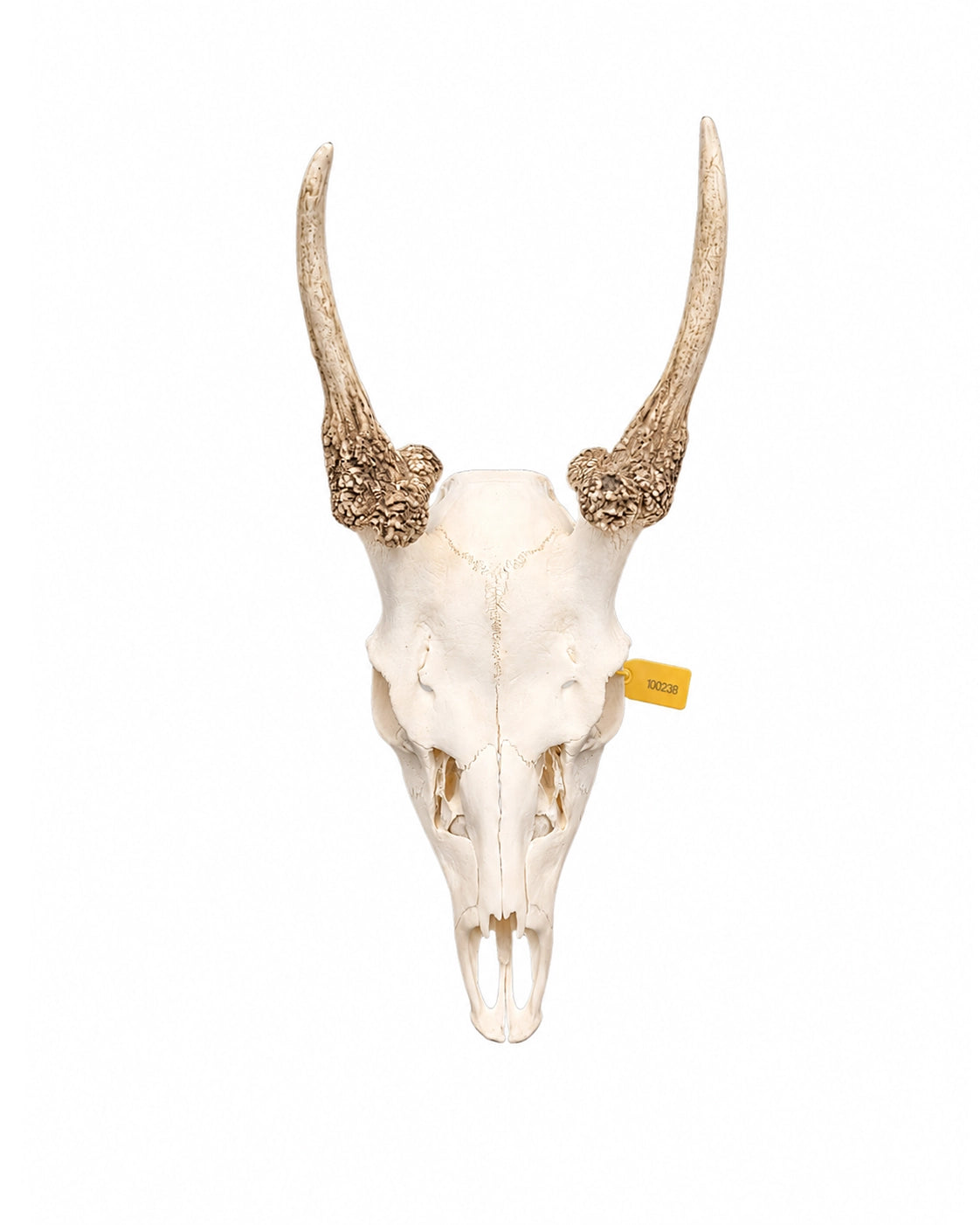Echter Damhirsch Spiesser Schädel kaufen bei SWISSskulls
