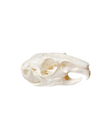 Echter Chinchilla Schädel