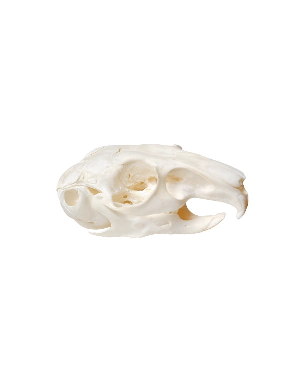 Echter Chinchilla Schädel