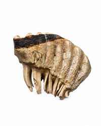 Genuine Elephant Molar