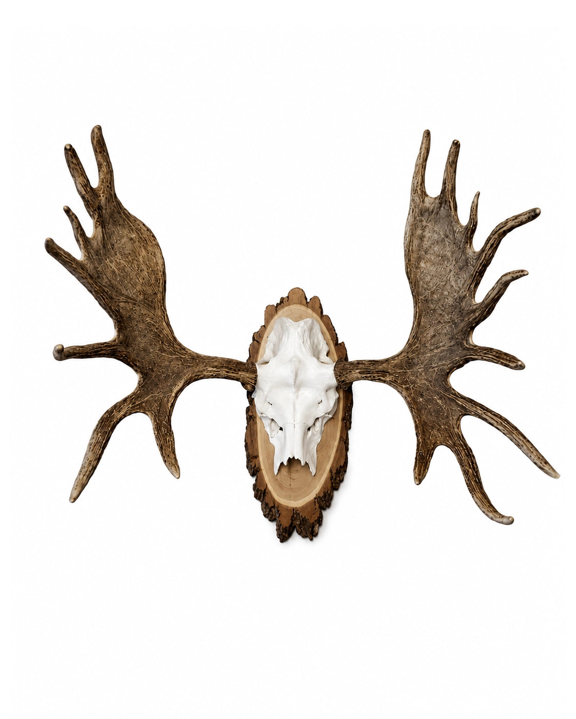 Echter Europäische Elch Trophäe kaufen bei SWISSskulls